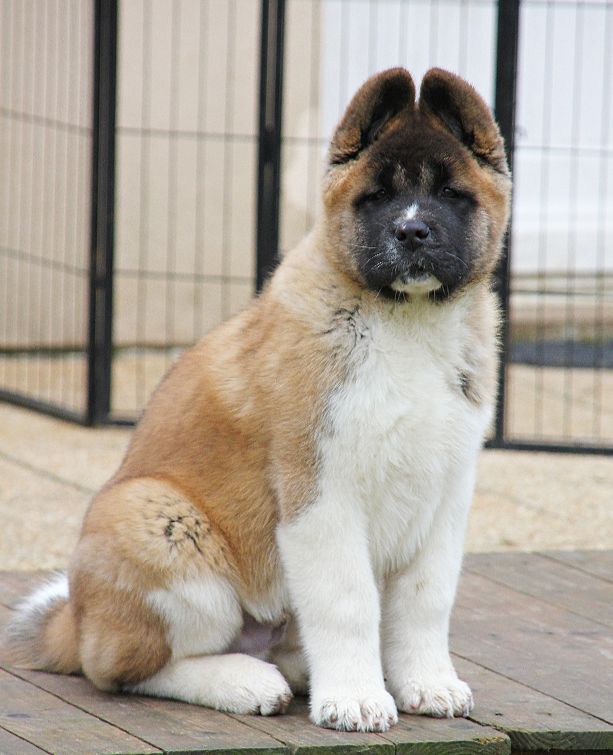 Des Gardiens Du Clair De Lune - Akita americain - Portée née le 07/10/2023